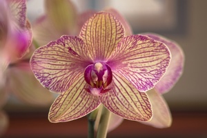 20070312 Grandma's Flowers