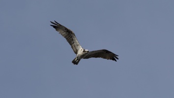 20141207 San Elijo Lagoon Walk