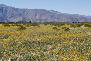 20170313 Anza Borrego Desert Flowers